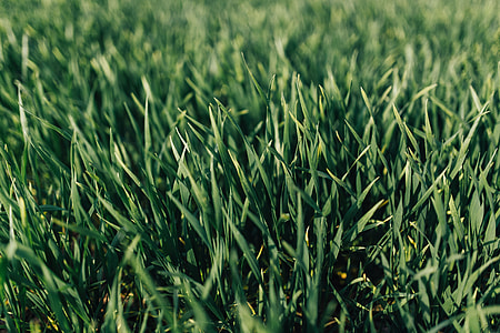 Close-ups of green grass thumbnail