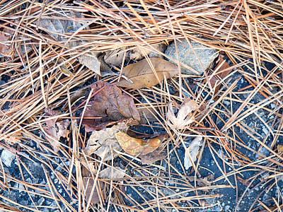 green dried leaves thumbnail