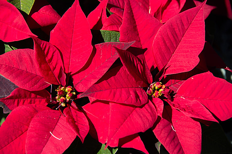 red flowers thumbnail