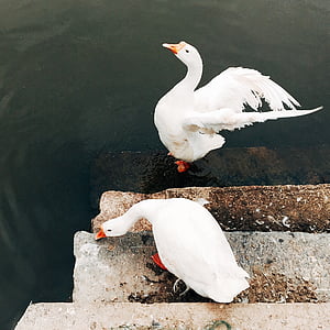 two white ducks on stair step near body of water during daytime thumbnail