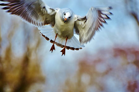 illustration of white and brown flying bird thumbnail