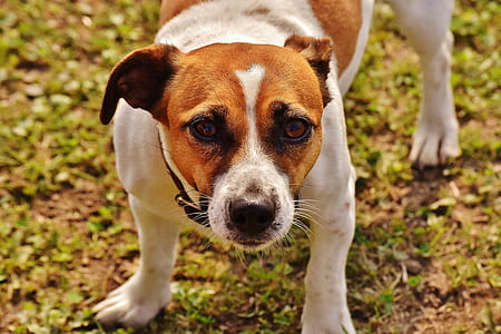 adult white and lemon Jack Russell terrier thumbnail