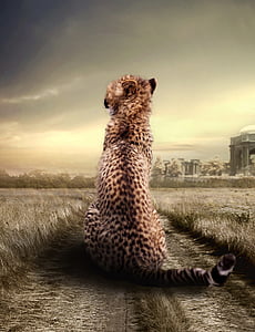 leopard sits on pathway between green and gray grass field at daytime thumbnail