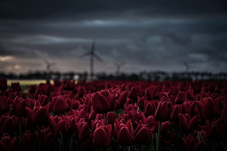 selective focus photo of bed of red tulips thumbnail