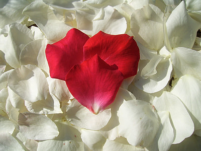 gathered white and red rose petals thumbnail