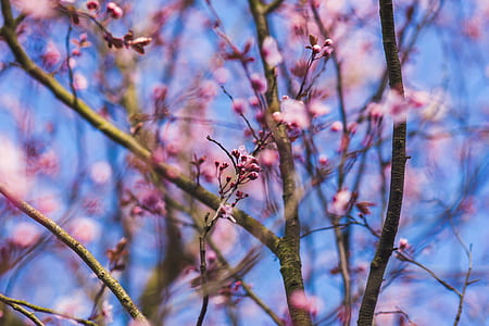 Little pink flowers thumbnail
