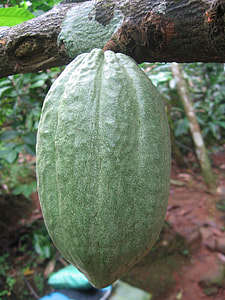 cacao fruit hanging on branch thumbnail