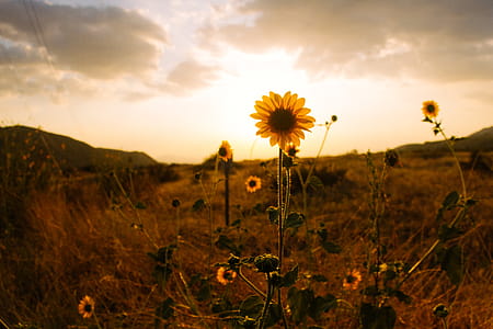 Sunflower on Hill Sepia Photography thumbnail