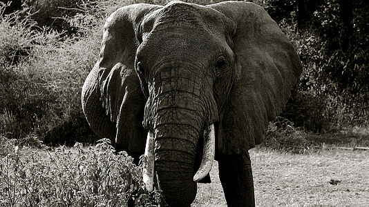 grayscale photo of elephant thumbnail