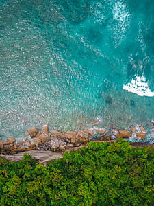 aerial photography of beach with trees thumbnail