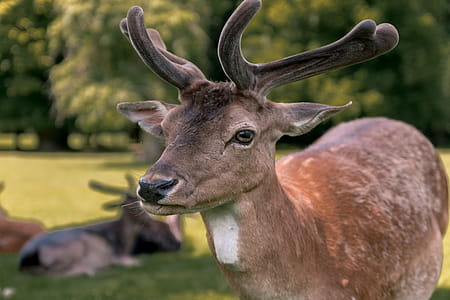 Beautiful portrait of deer at forest thumbnail