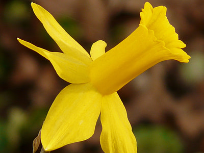 yellow petaled flowers thumbnail
