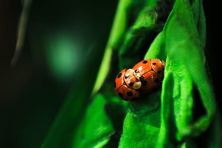 Laby Bugs Mating on Green Surface thumbnail