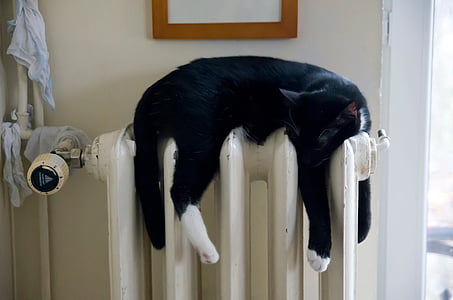 black and white cat lying on white oil heater thumbnail