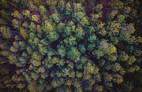 aerial photography of forest during daytime thumbnail