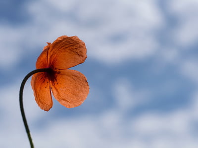 orange petaled flower under white and blue sky thumbnail