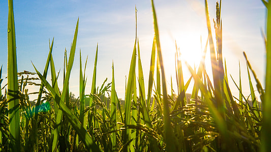photo of green grass field at daytime thumbnail