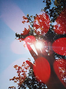 Hand Under Sun And Tree thumbnail