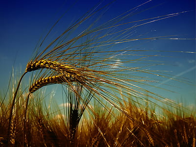 brown rice grain thumbnail