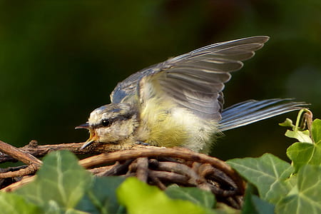 bird perching on brown and green plant thumbnail
