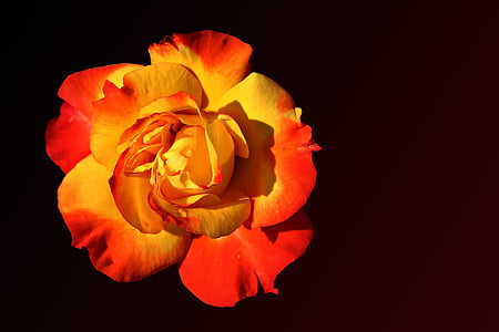 close-up photography of red and yellow rose thumbnail