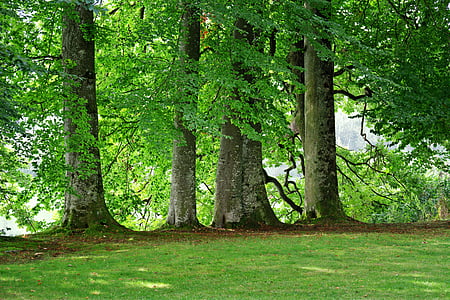 trees and green grass at daytime thumbnail