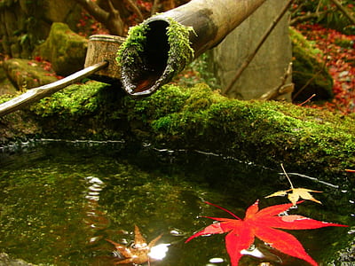 bamboo fountain under sunny sky thumbnail