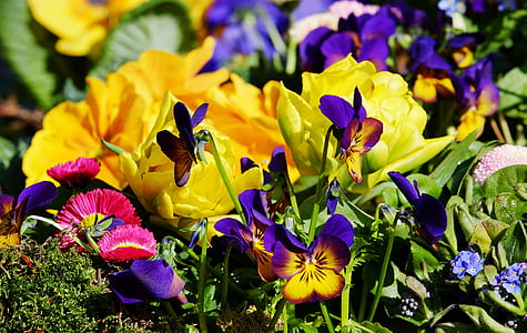 purple petaled flowers photography thumbnail