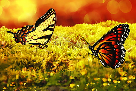 two yellow and brown butterflies thumbnail