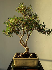 bonzai tree with ceramic pot thumbnail