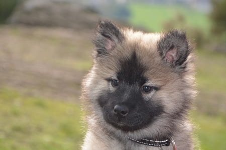 brown and black puppy thumbnail
