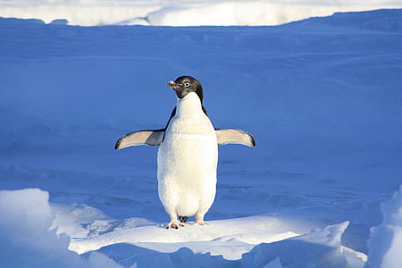 penguin standing on white snow during daytime thumbnail
