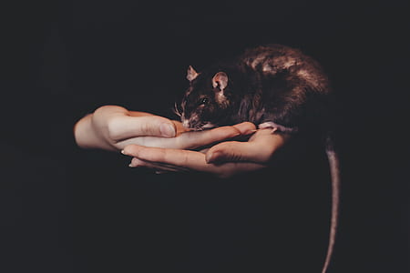 person carrying black rodent thumbnail