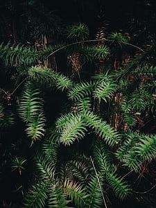 closeup photo of green leafed plants thumbnail