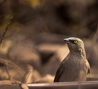 bird, animal, blur, beak thumbnail