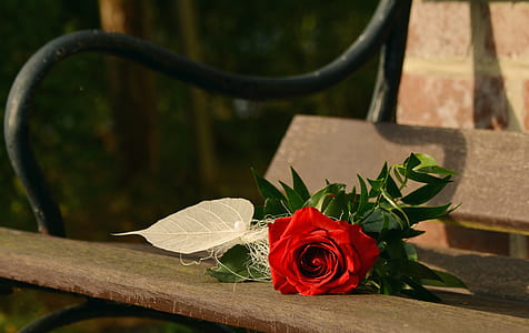red rose on brown and black park bench thumbnail