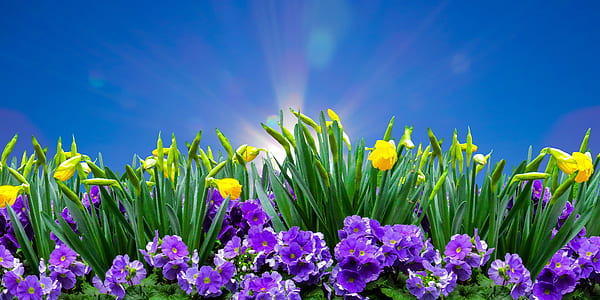 purple and yellow petaled flower digital wallpaper thumbnail