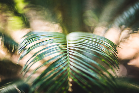 sago palm leaf thumbnail