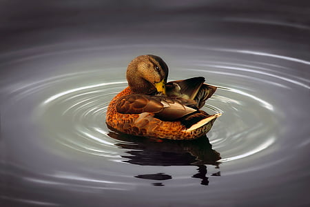 brown and black mallard duck on body of water thumbnail
