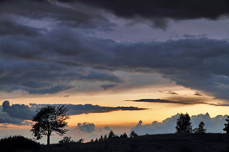 silhouette photo of trees during golden hour thumbnail