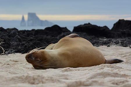 sea lion lying on sand thumbnail