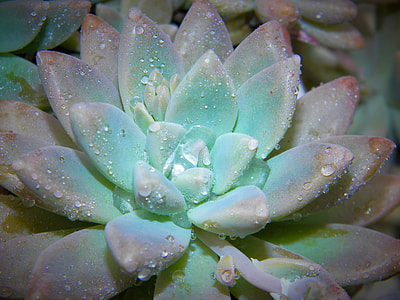 closeup photo of green succulent plant thumbnail