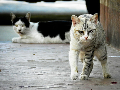 two black and gray gray tabby cats thumbnail