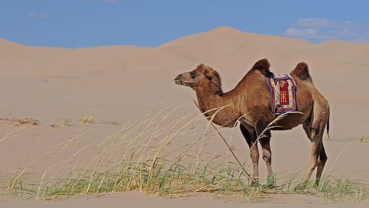 camel on desert thumbnail