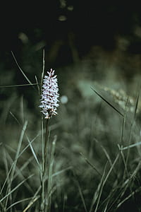 selective focus photo of white petaled flowers thumbnail