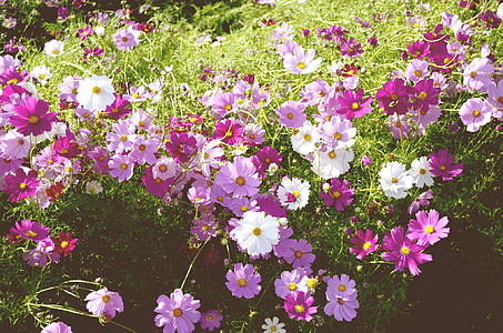 pink, white, and red petaled flowers thumbnail