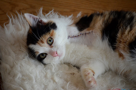 white, brown, and black cat lying on white mat thumbnail