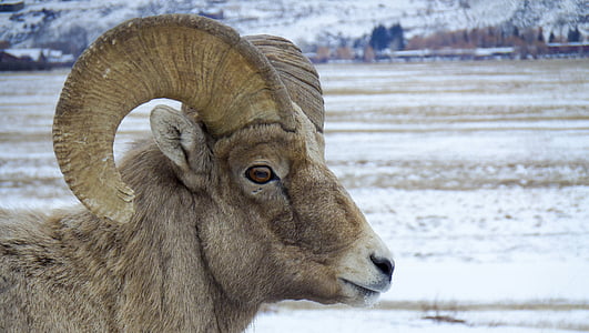 brown ram standing on dried field during daytime thumbnail