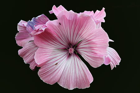 pink hollyhock flower with black background thumbnail