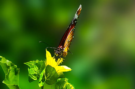 Brown Butterfly Perched on Green Leaf Plant in Closeup Photography thumbnail